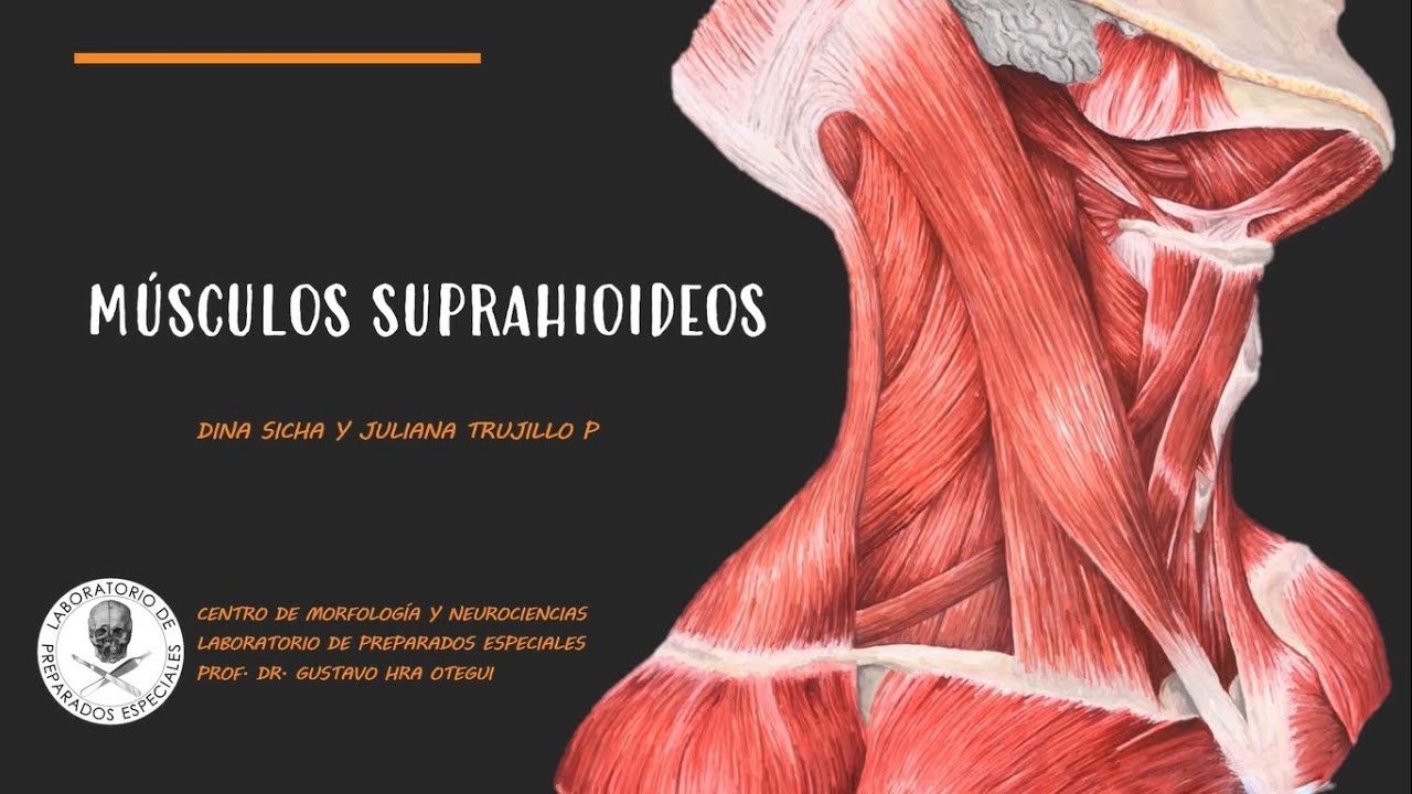 Músculos Suprahioideos