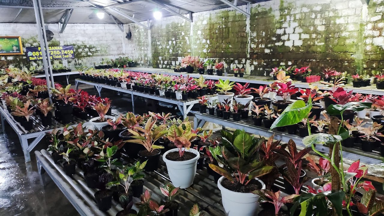 Tanaman Hias aglonema