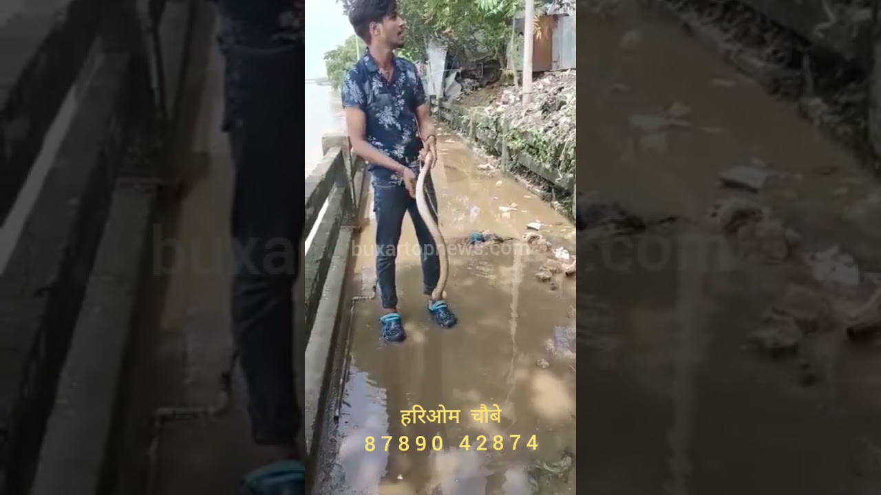 Buxar Top News: नदियों में बढ़ा जलस्तर तो निकलने लगे विषधर, हरिओम ने फिर बचाई कोबरा की जान ..