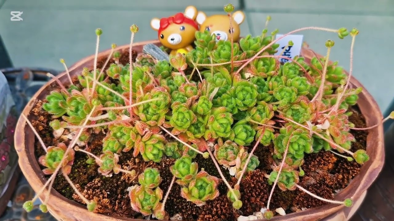 어떻게 변햇을까? 노지바위솔분경들/색단초꽃대올렸어요