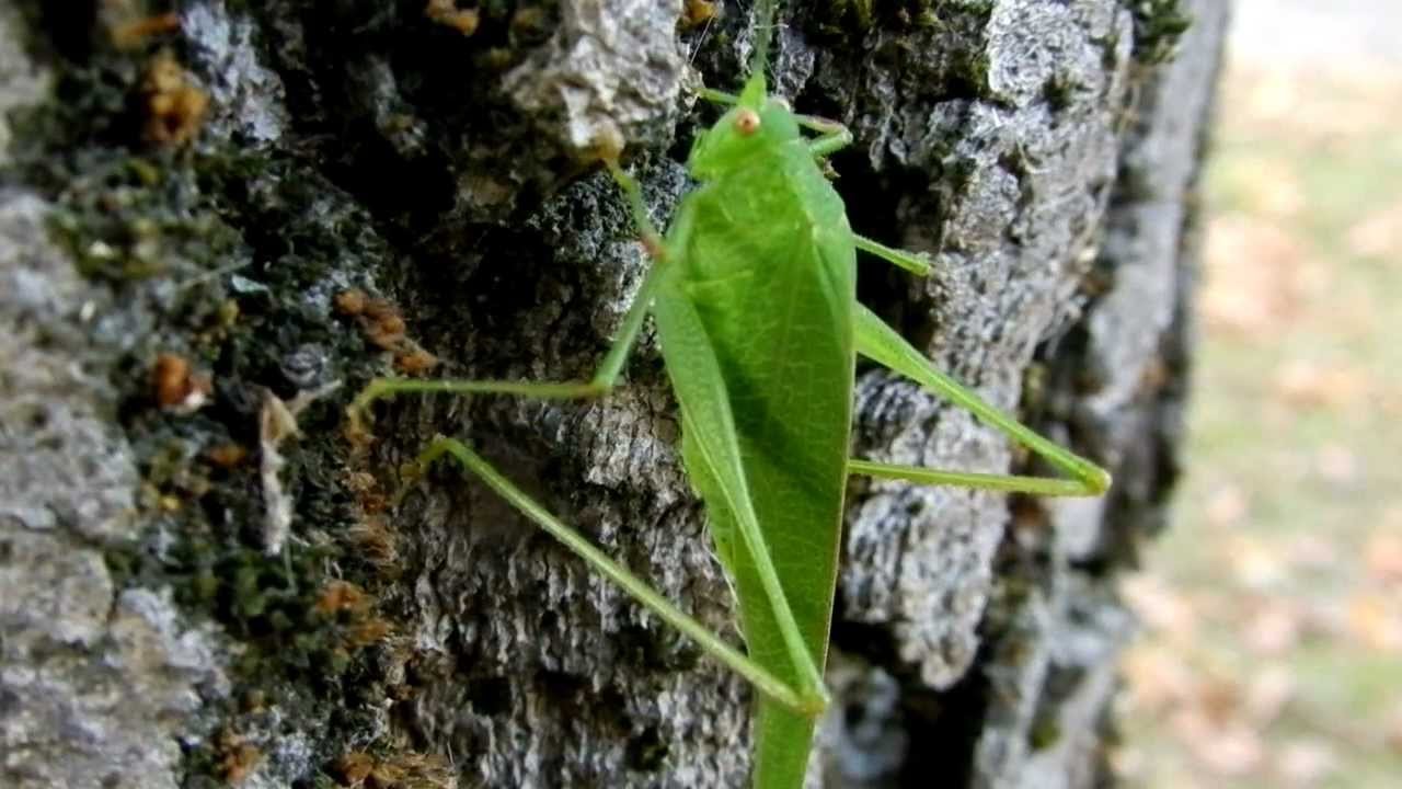 Macro - Toccata e fuga