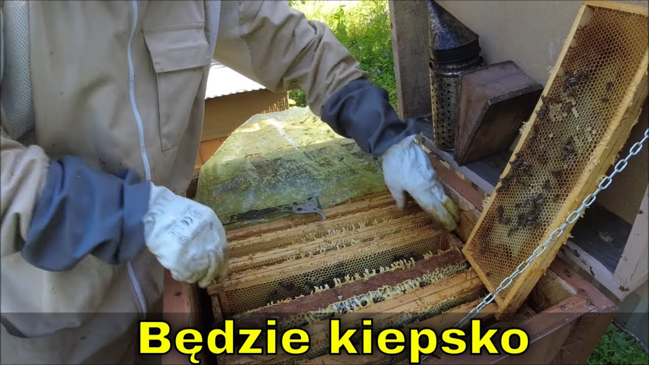 Lipa z Lipy? Szybki przegląd.