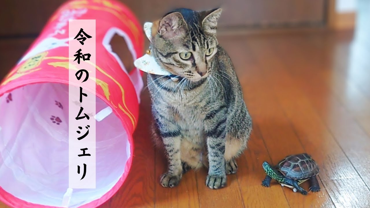 【爆笑注意】脅威のスピード！スケボー亀と猫のシュールな追いかけっこ【Beware of laughter! Surreal skateboarding turtle and cat chase】