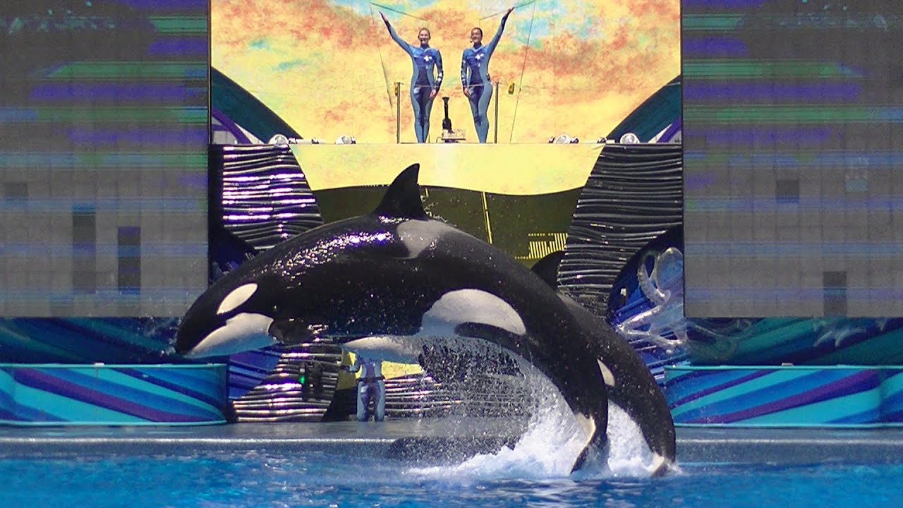 One Ocean (Front/Center/Full Show/Full HD) Aug 12 2015 - SeaWorld Orlando