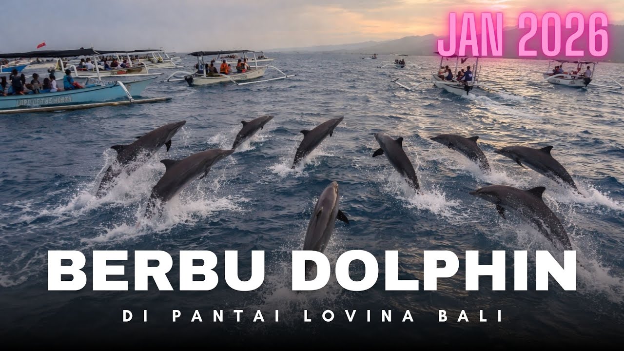 BERBURU DOLPHIN DI PANTAI LOVINA DAN SNORKLING