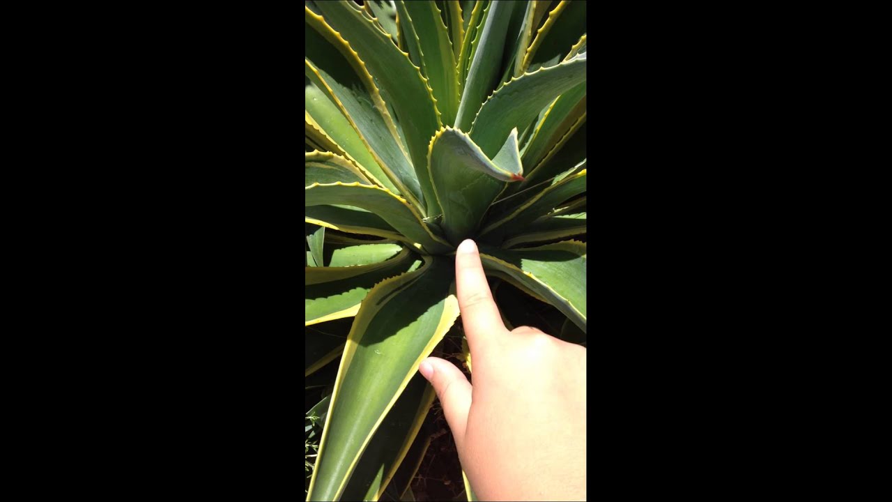Poking 7: Poking a cactus! OUCH!
