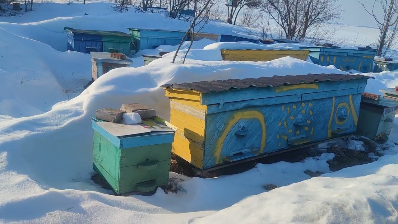 Сніг, а обліт помалу бджілки проводять