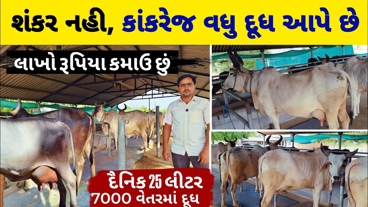 26 વરસના યુવાનનું કરોડોનુ કાર્ય 💰. Top Milkline Kankrej Cow In BanasKantha
