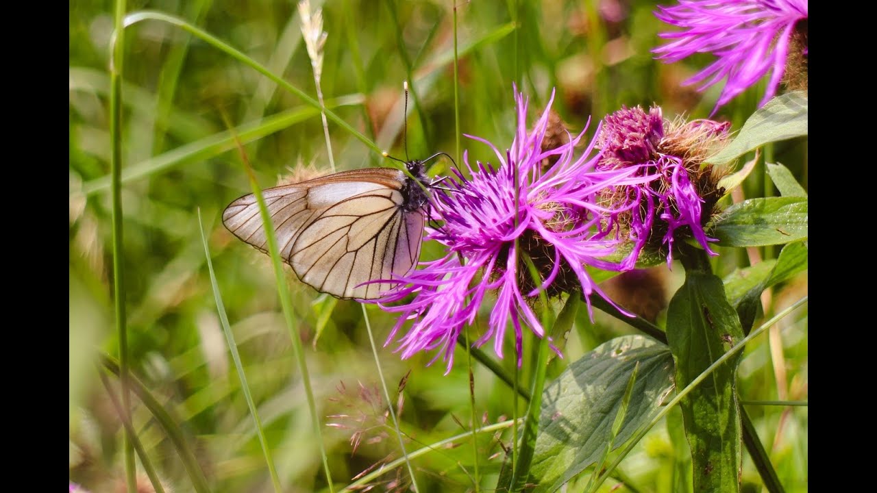 Kleine Schritte, große Wirkung – Naturschutz leicht gemacht