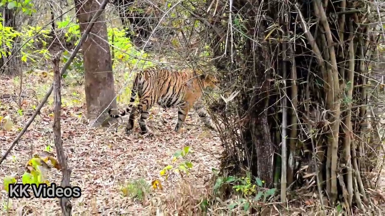 Catwalk of cub of Shadow tigress in the Pauni zone of Umred-Pauni-Karhandla WLS, 21 Feb. 2026