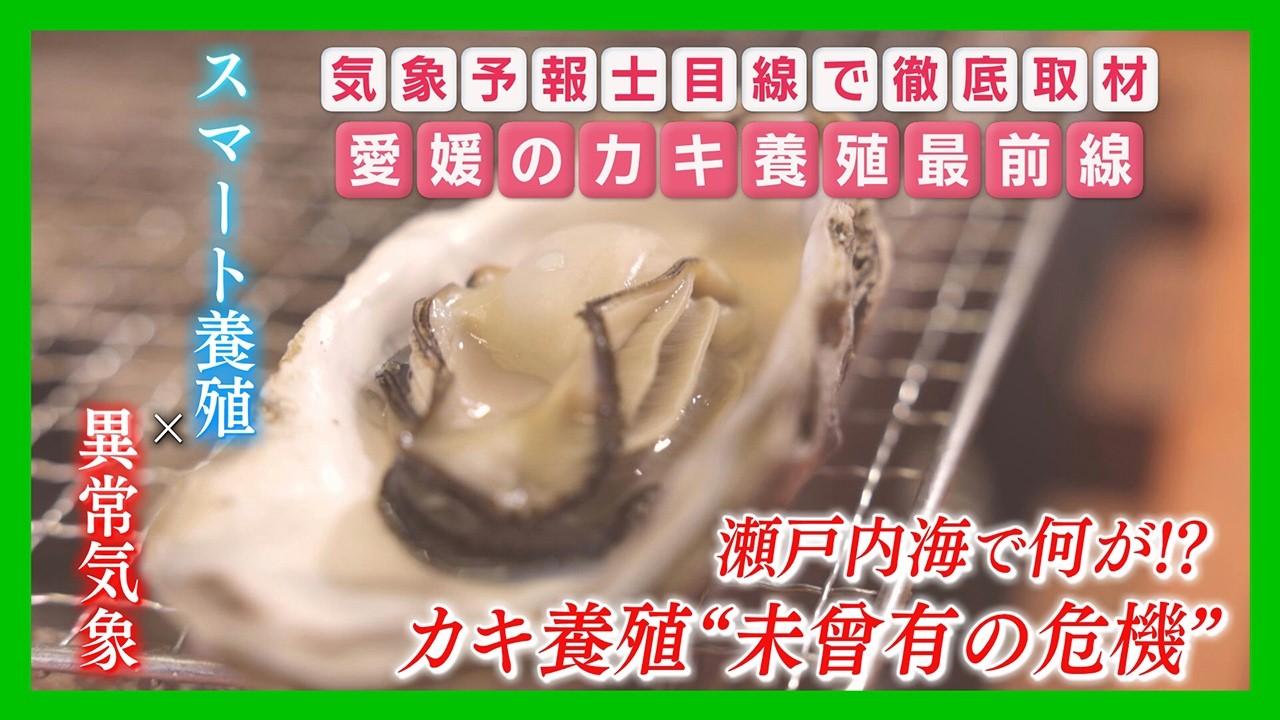 【ニュース特集】深刻な被害も…愛媛のカキ養殖最前線！今、瀬戸内の海で何が…