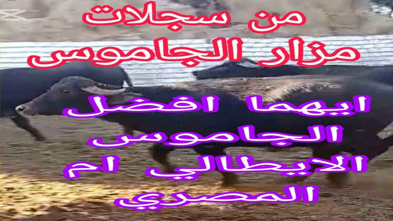 افضل مقارنة بين الجاموس الايطالي..والمصري.. من واقع سجلات اكبر مزارع الجاموس في مصر..د.السيد الطوخي 