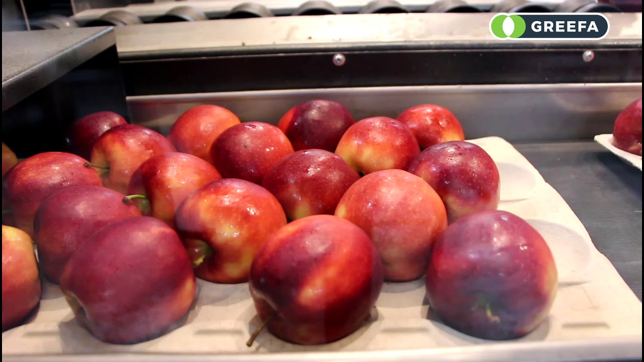 GREEFA SmartPackr at Royal Fruitmasters