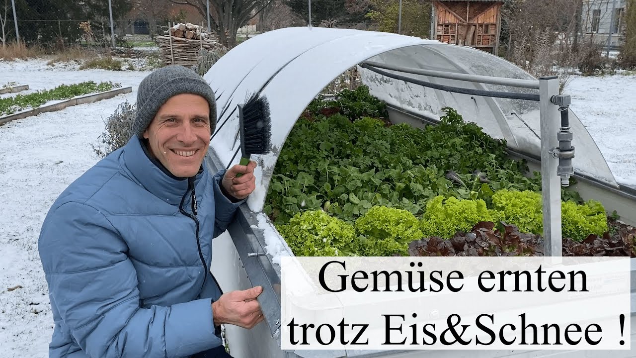 Gem&uuml;sernte bei EIS & SCHNEE ⛄ Was machen die Gem&uuml;sekulturen bei Dauerfrost?