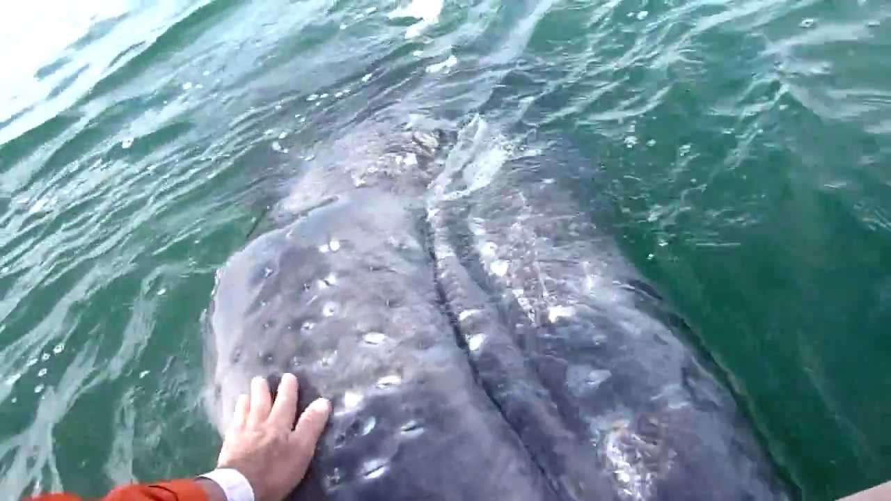 Friendly gray whales