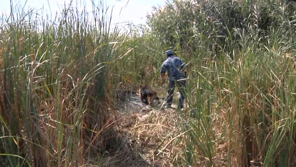 Спецоперация по задержанию педофила