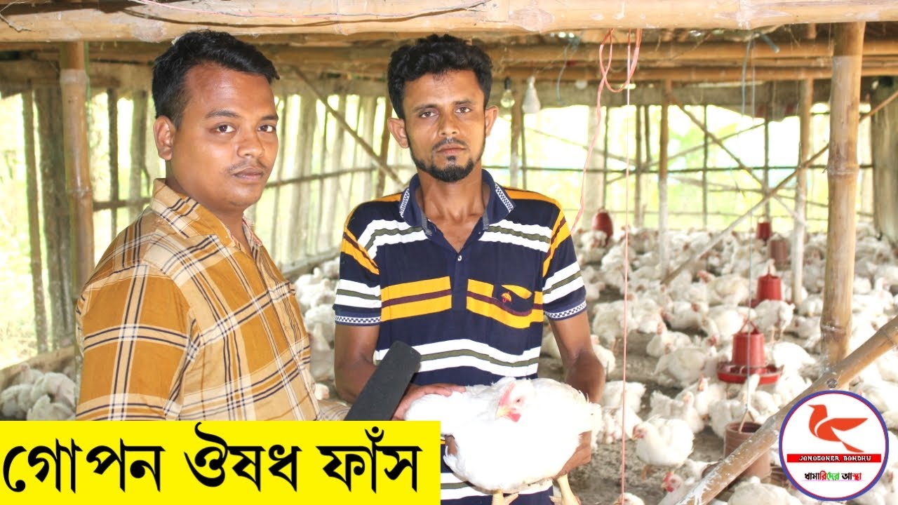 মানিক ভাইয়ের মুরগি কেন এত ওজন হয় ? কি ঔষধ ব্যবহার করেন