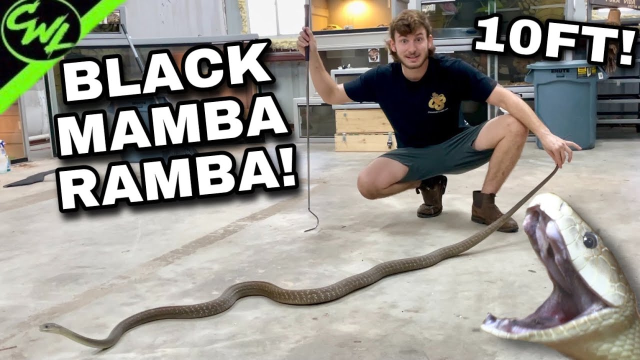 Black Mamba in a BAD MOOD!