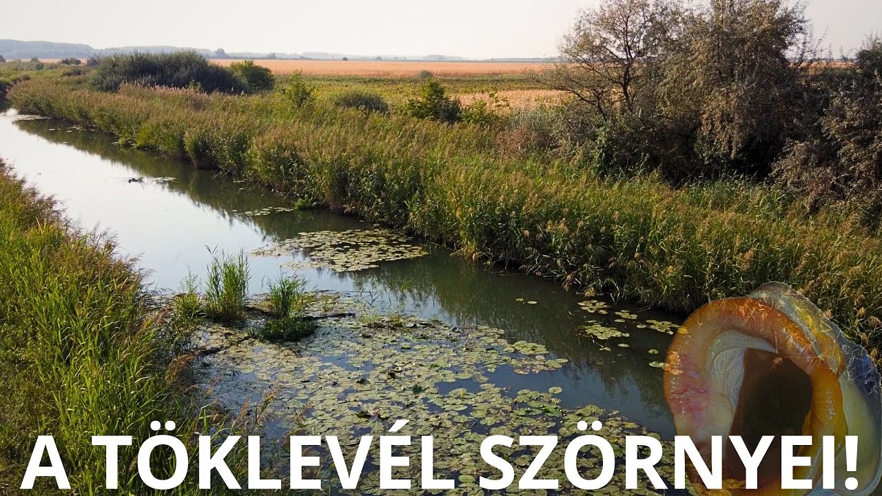 A töklevél vad halai, a revans ponty! #fishing 🐟☘️🌳