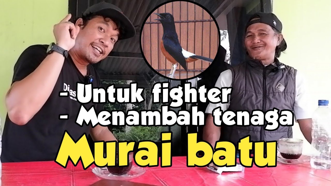 SOLUSI BUAT YANG TIDAK PUNYA UMBARAN MURAI BATU ‼️ PART 1