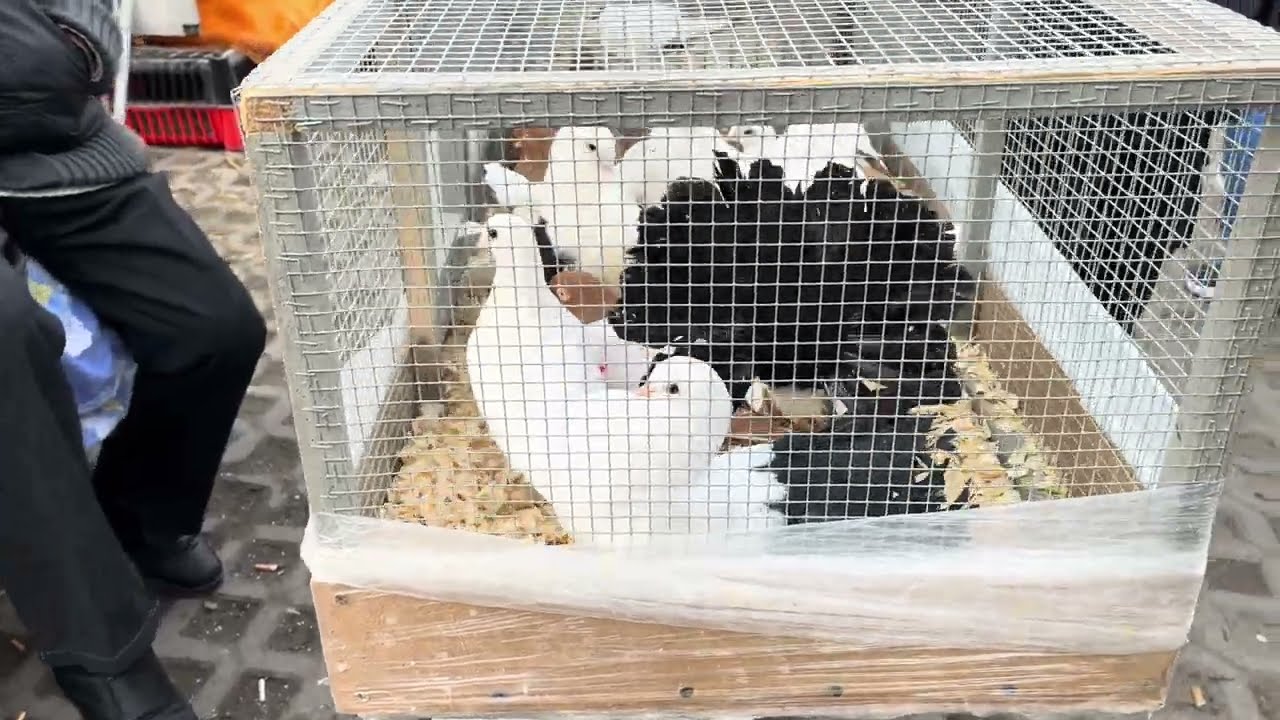 Rynek targ Wysokie Mazowiecki 16/03/2024 🕊#gołębie #ptaki #królik #kury #pigeons #market #rabbit