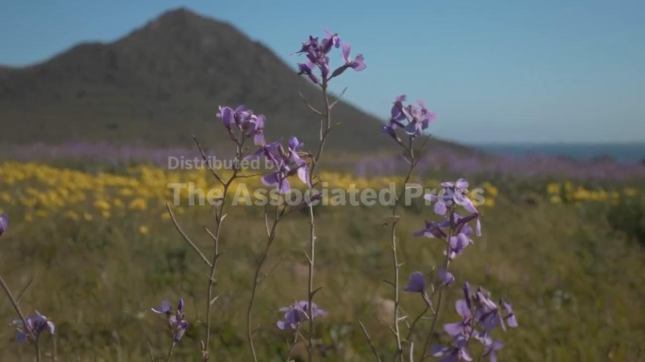 Vibrant wildflowers transform arid southern Spain after heavy winter rains