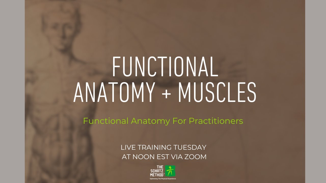Functional Anatomy + Muscles - Practitioner Training Tuesday, LIVE