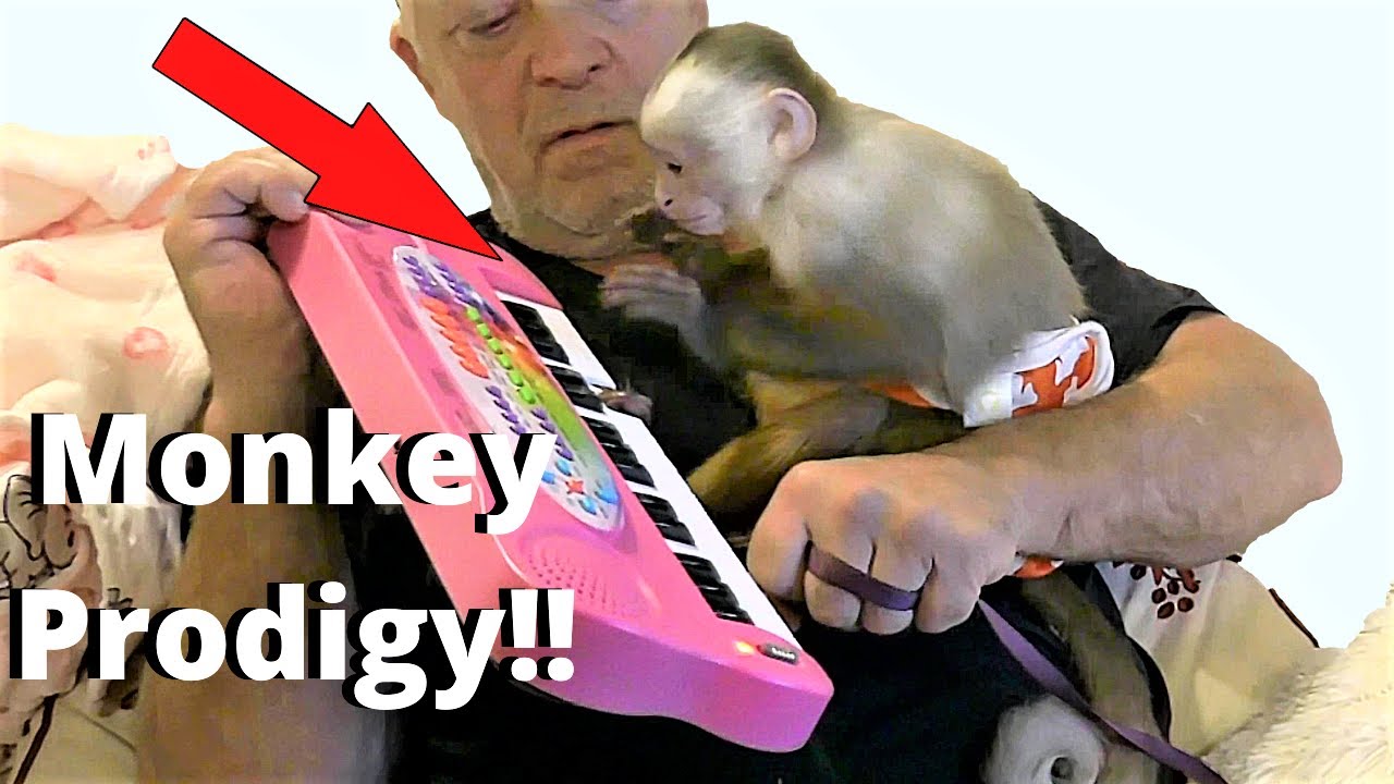 UNBELIEVABLE!! Monkey Thinks She Can Play Piano Like A Pro On Her Birthday! | Cinnamon Capuchin