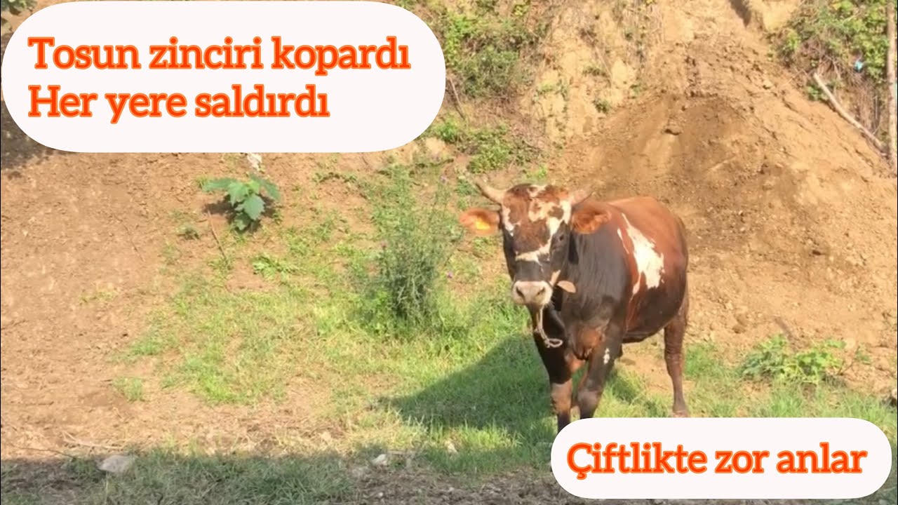 Tehlikeli tosun zor anlar yaşattı/Deli dana dedikleri işte bu