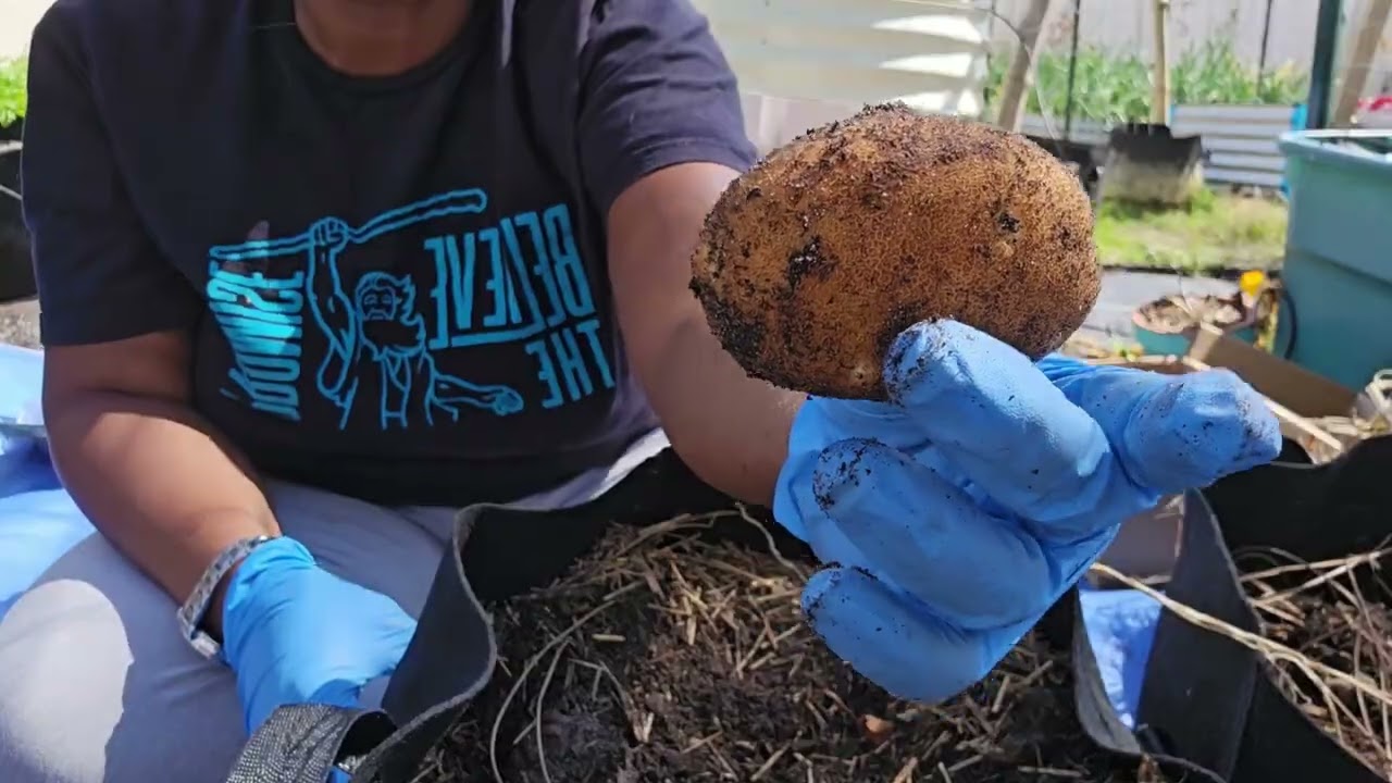 Harvesting  FRost damaged potatoes  First Cauliflower /planting irish potatoes #cauliflower #potato 