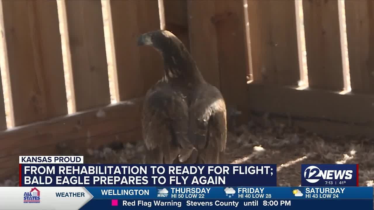 Rehabilitated bald eagle prepares to fly again