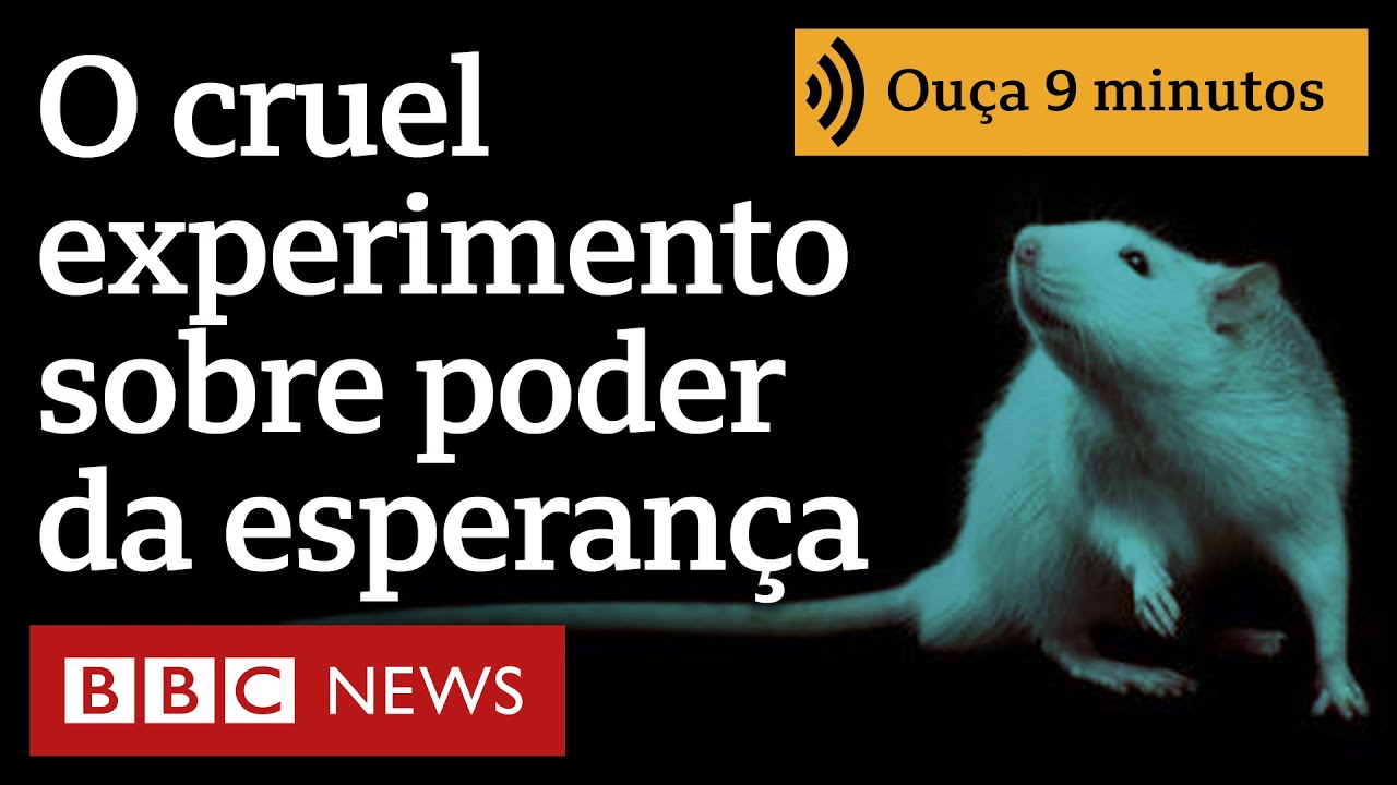 O cruel experimento com ratos que revelou poder da esperan&ccedil;a