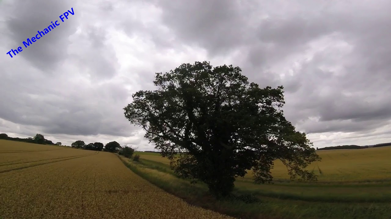 Quad vs Tree Quad 1 - Tree 0