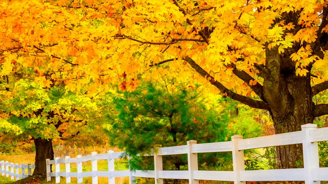New England Autumn Forest Trail, Instrumental Acoustic Indie/Folk Playlist, Open Road Folk Music