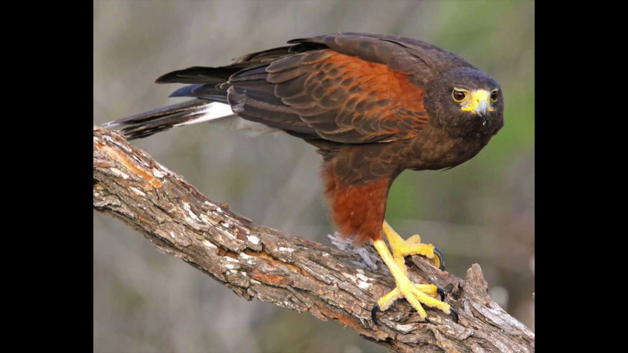 harris hawk call
