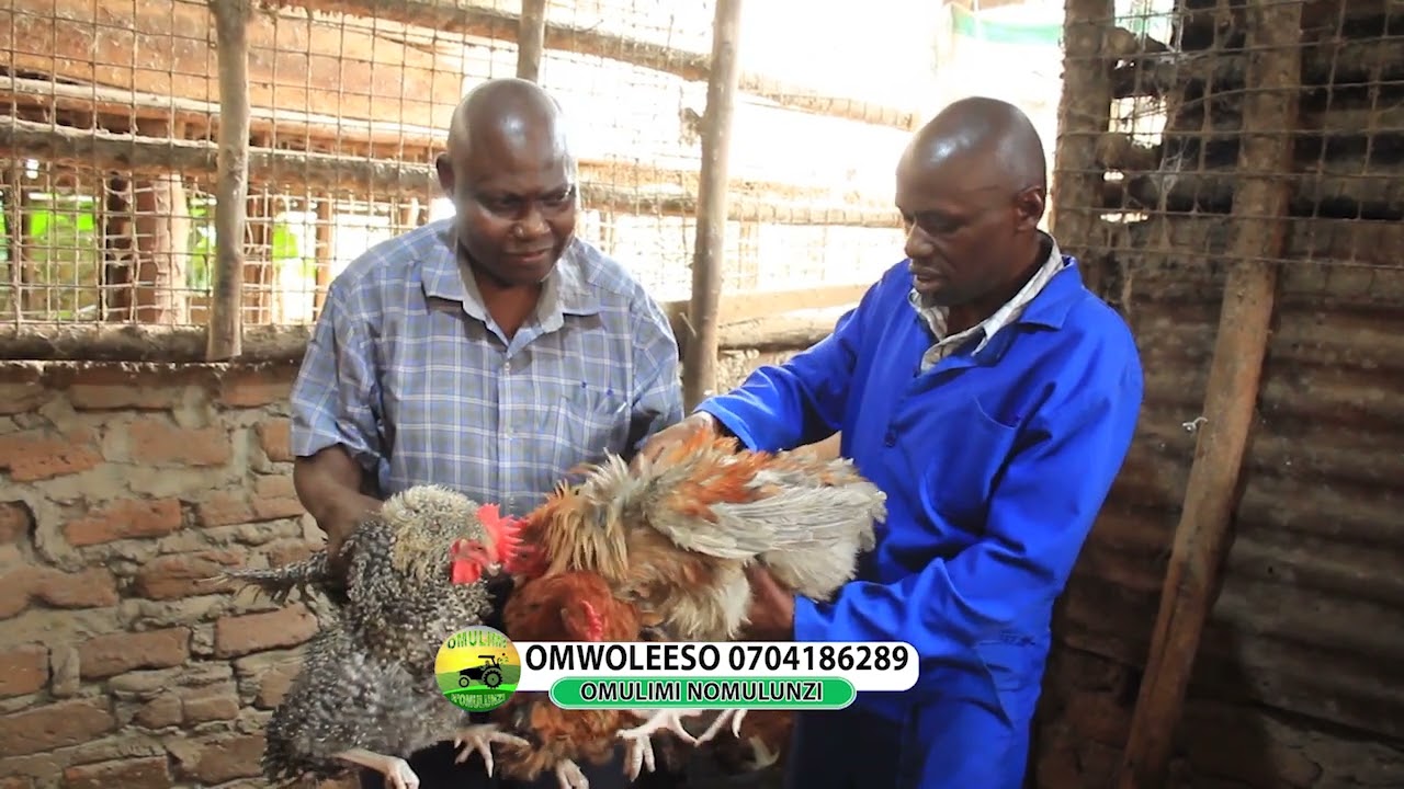 Manya kyebayiya management mukulunda enkoko part one