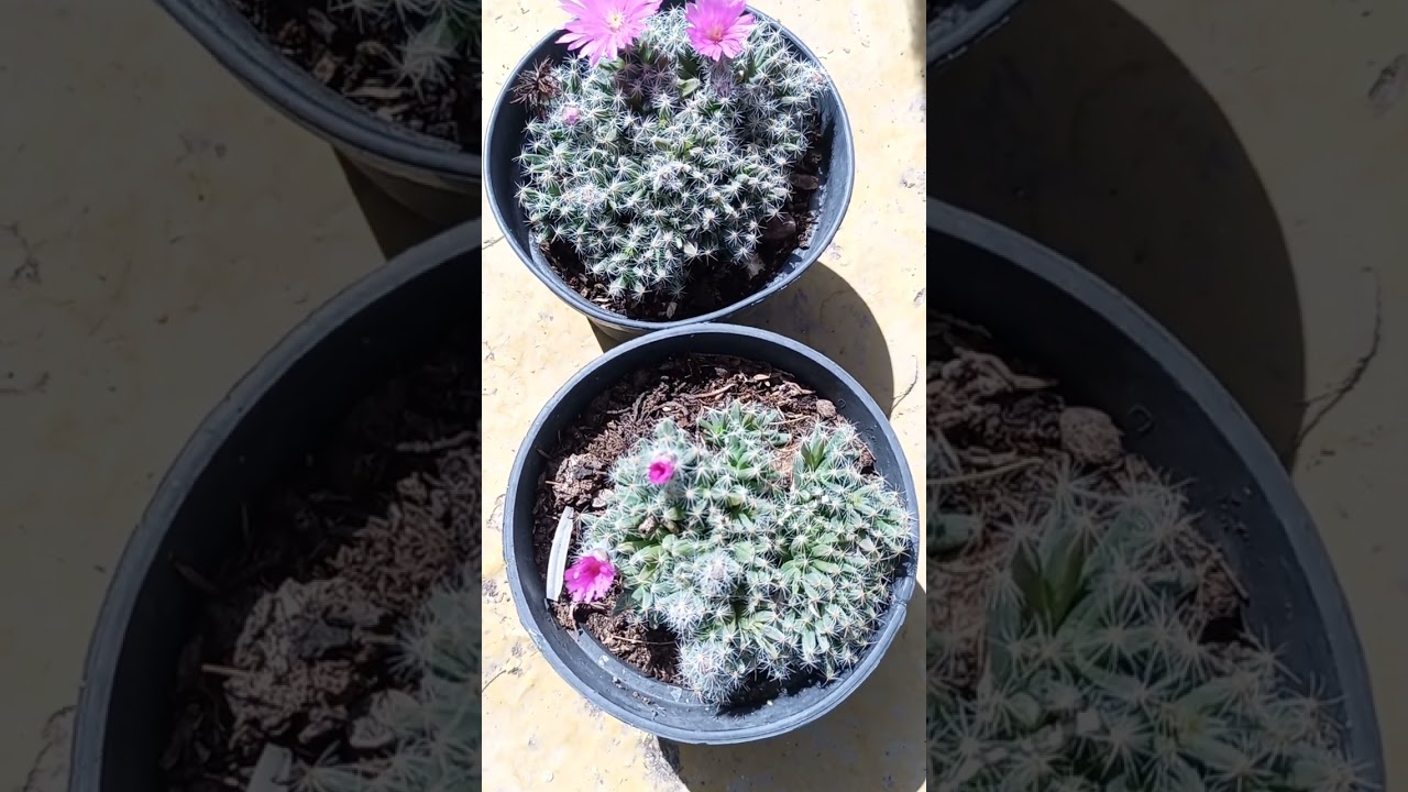 TRICHODIADEMA DENSUM #cactus