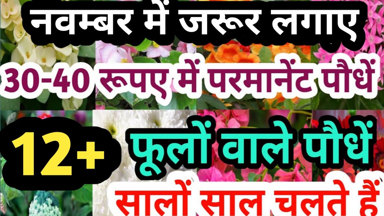 नवम्बर में लगाए/सबसे सस्ते परमानेंट फूलों के पौधें/Winter flowering plants#gardening #flowers#plants