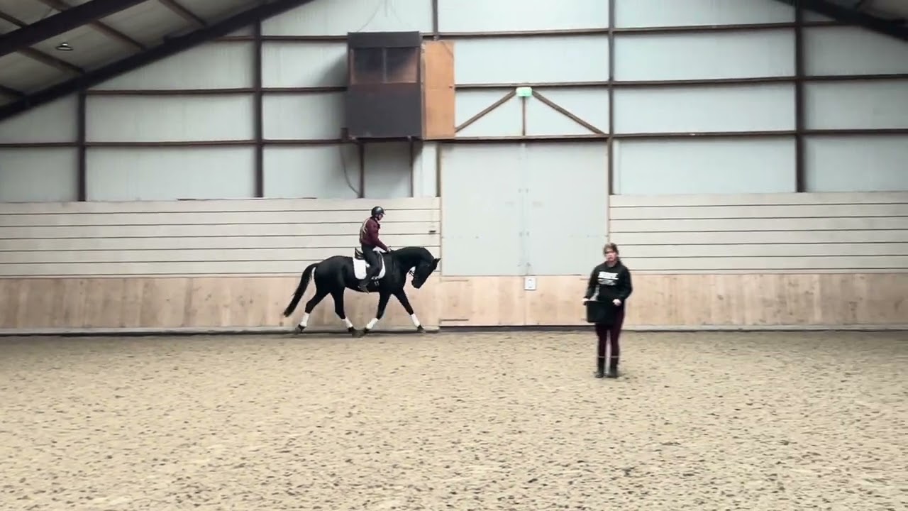 4 yr old Black Gelding for sale 