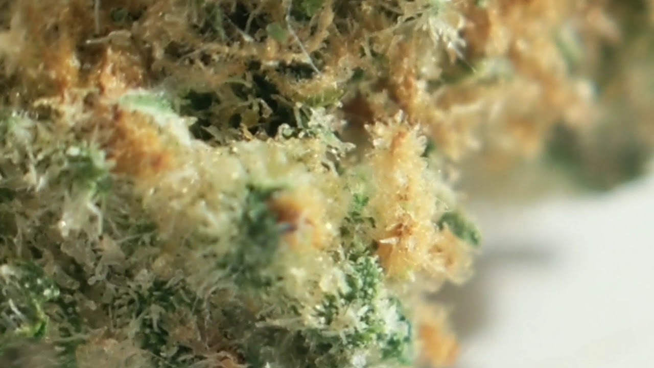 Green Crack 🥦💲 Florida Medical Marijuana Reviews Trulieve's Green Crack Truflower