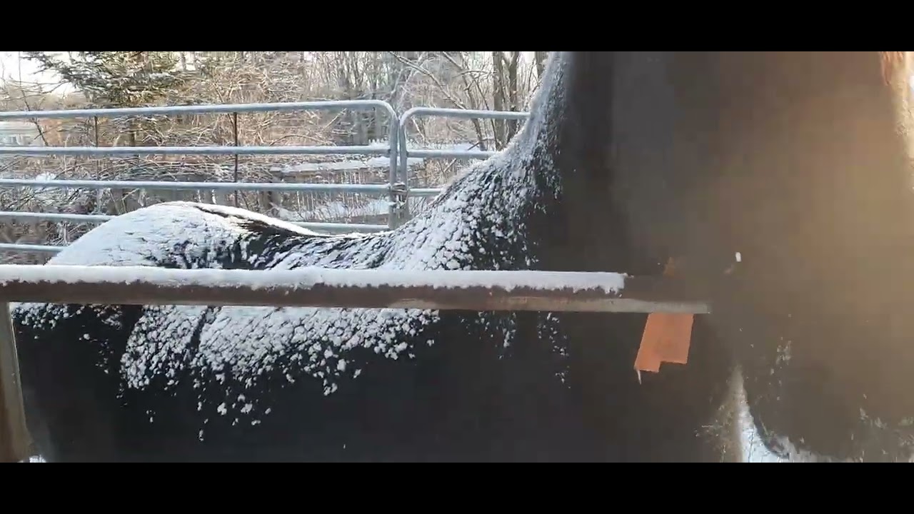 My winter blanky keeps me warm. Full follicles? Happy and full of myself. Monitor individuals' coats