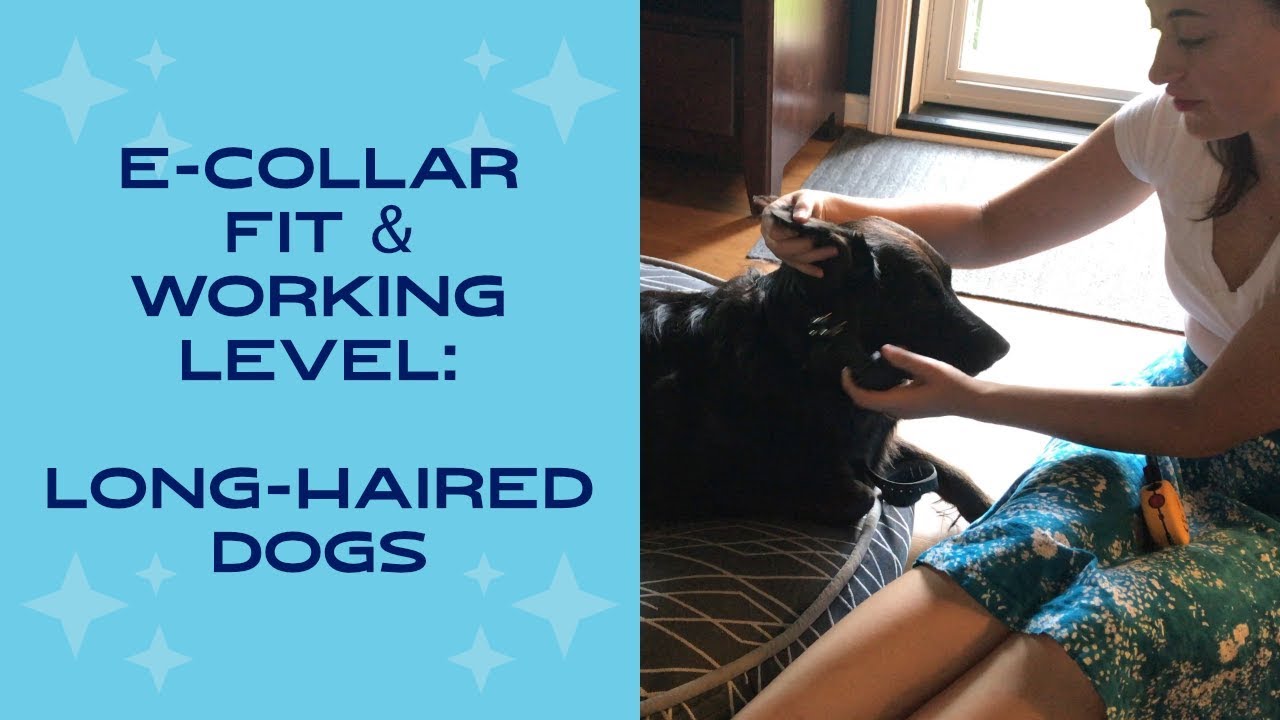 E-collar 101: Fit & Finding the Working Level (Difficult Dog)