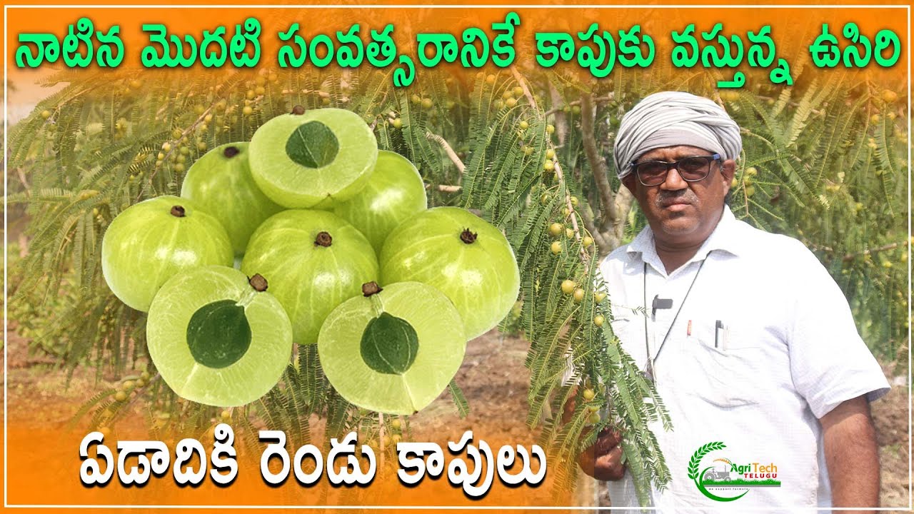 మొదటి ఏడాదికె కాపుకు వచ్చే ఉసిరి | Early Crop in Indian Gooseberry | Amla Farming | AgriTech Telugu
