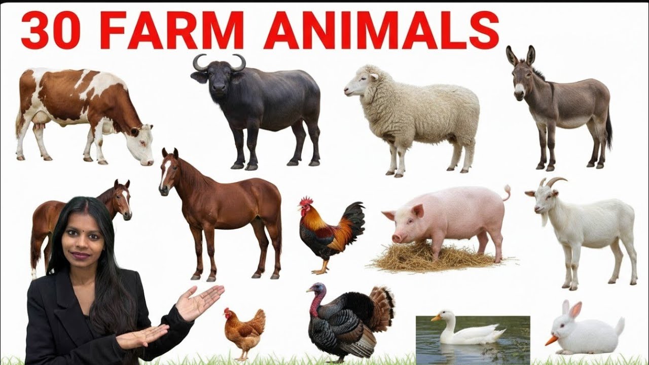 Farm Animals for Kids 🐄🐓 | Learn Farm Animals Names with Pictures | Preschool Learning