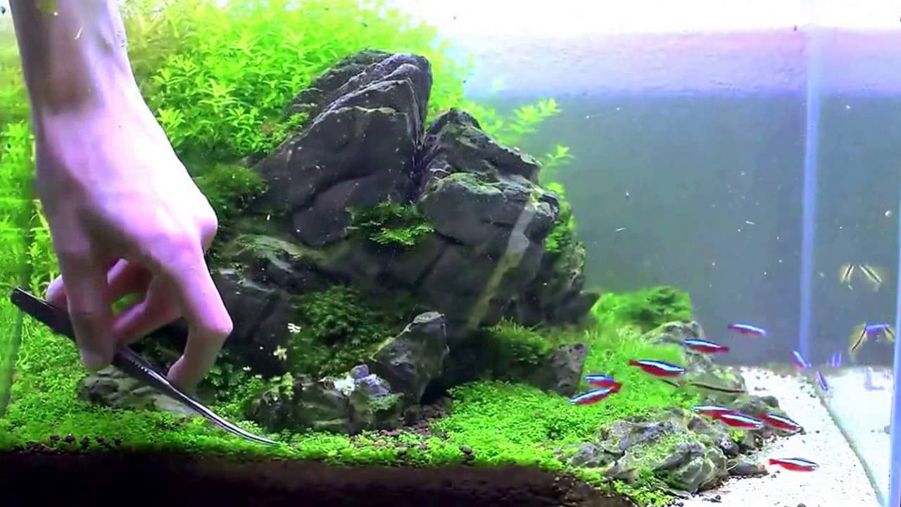 Хемиантус куба. Скейп лужайка из кубы. Тримминг.