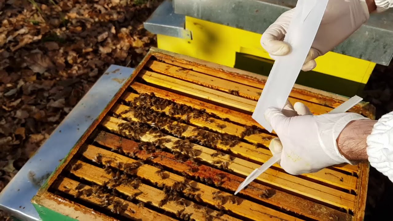 Come applicare Apivar, farmaco a base di Amitraz contro la Varroa