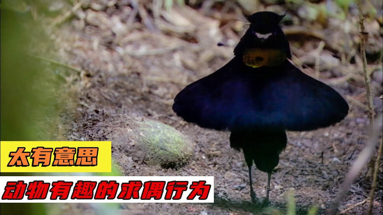 涨知识，动物有趣的求偶行为  Increase knowledge, interesting courtship behavior of animals