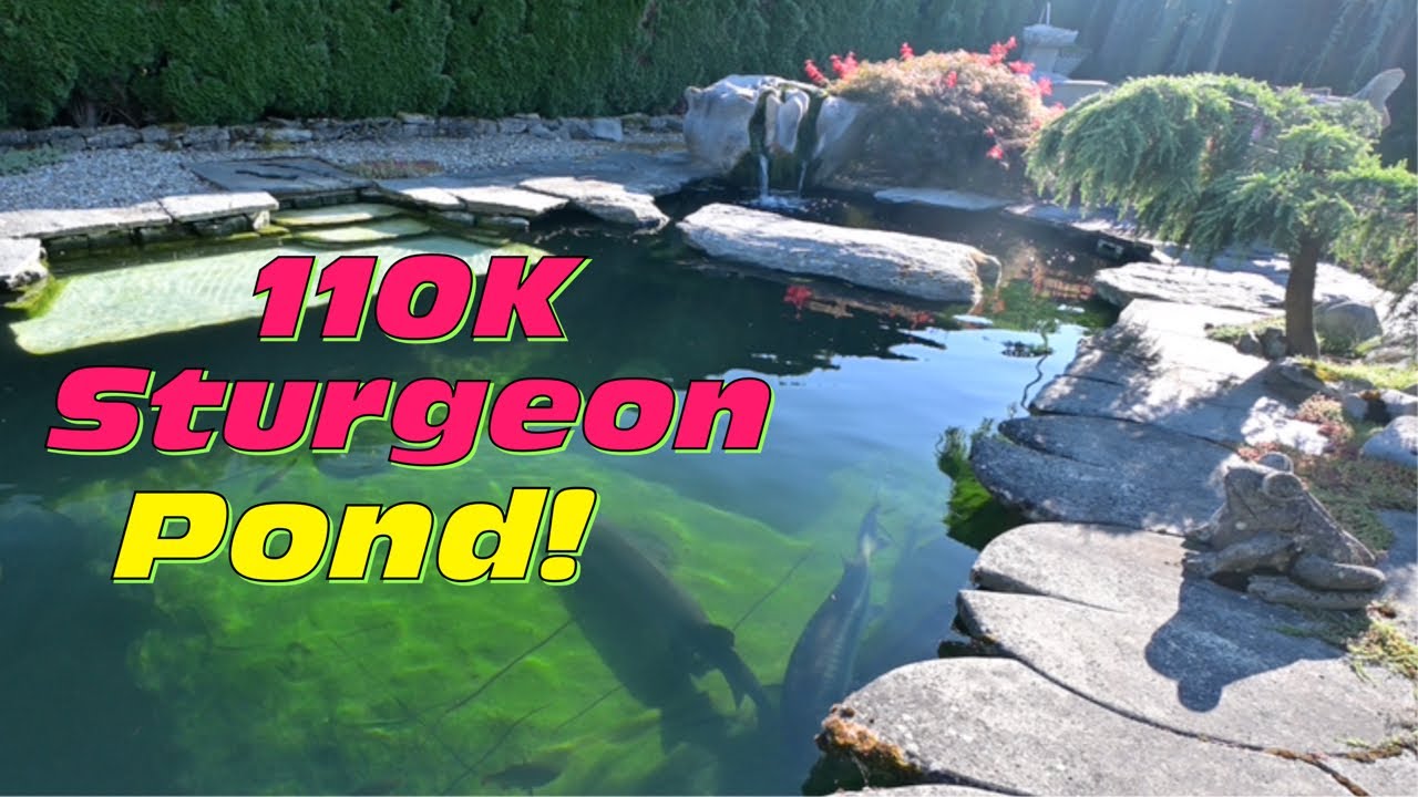 Ruedi&rsquo;s 110000 Liter naturnah angelegter Teich mit riesigen St&ouml;ren!
