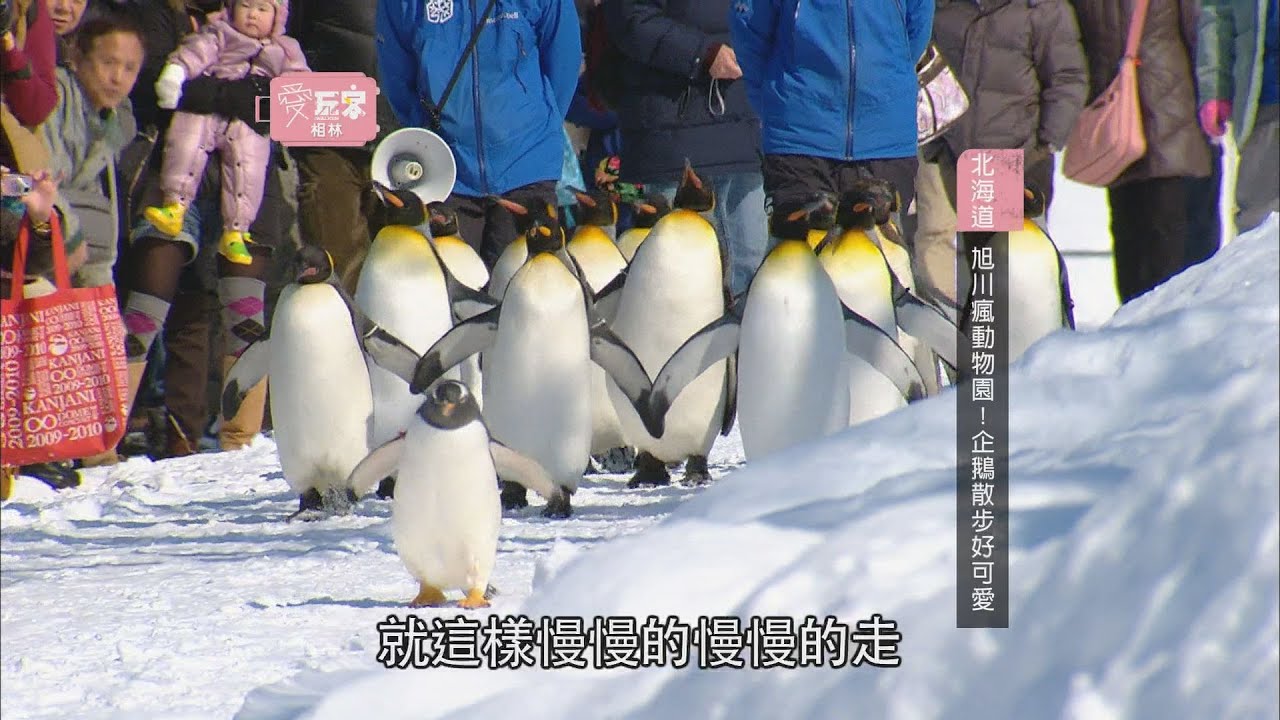 【北海道】北海道冬季限定人來瘋！！【愛玩客 相林】20120224 #19