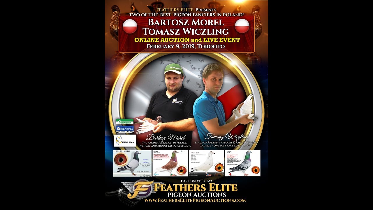 Feather Elite Pigeon Auctions - Morel & Wiczling (Poland)
